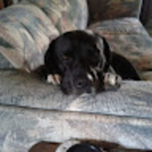 Meet your Posher, Barbara